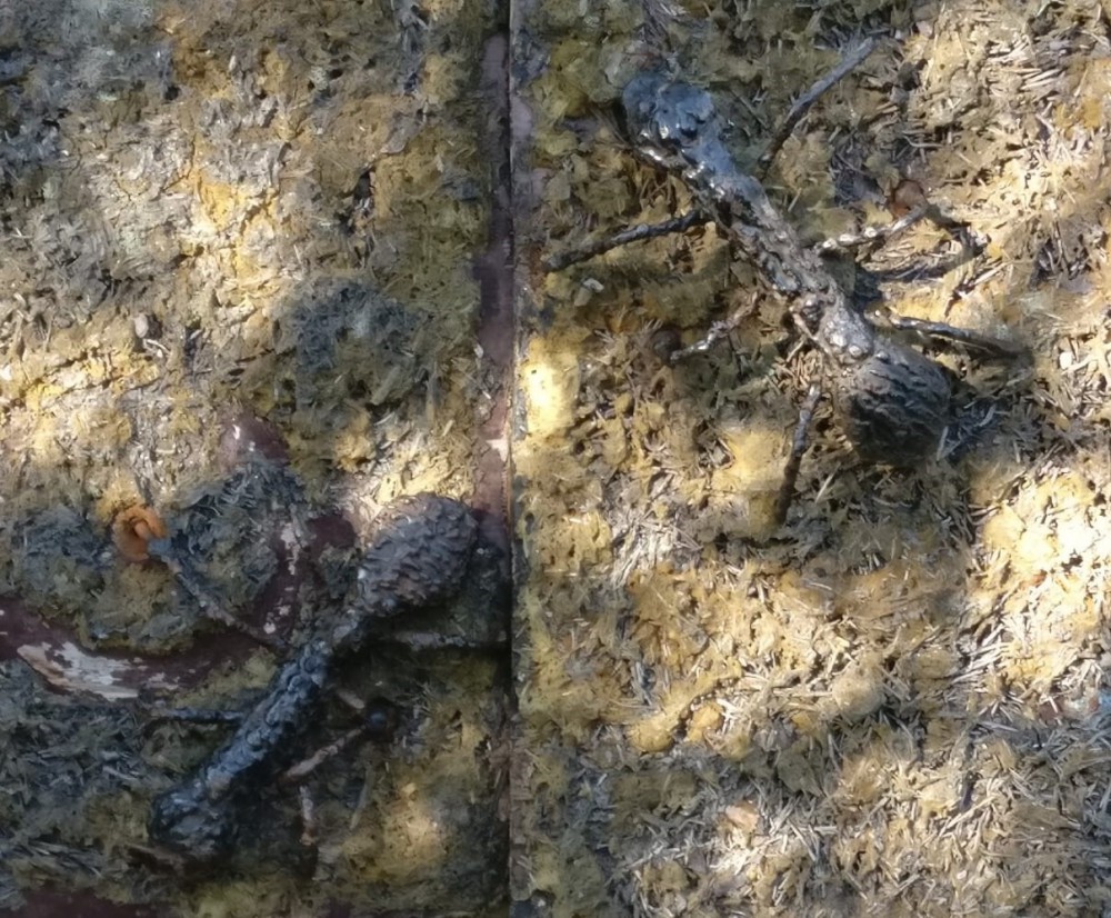 Muurahaiset