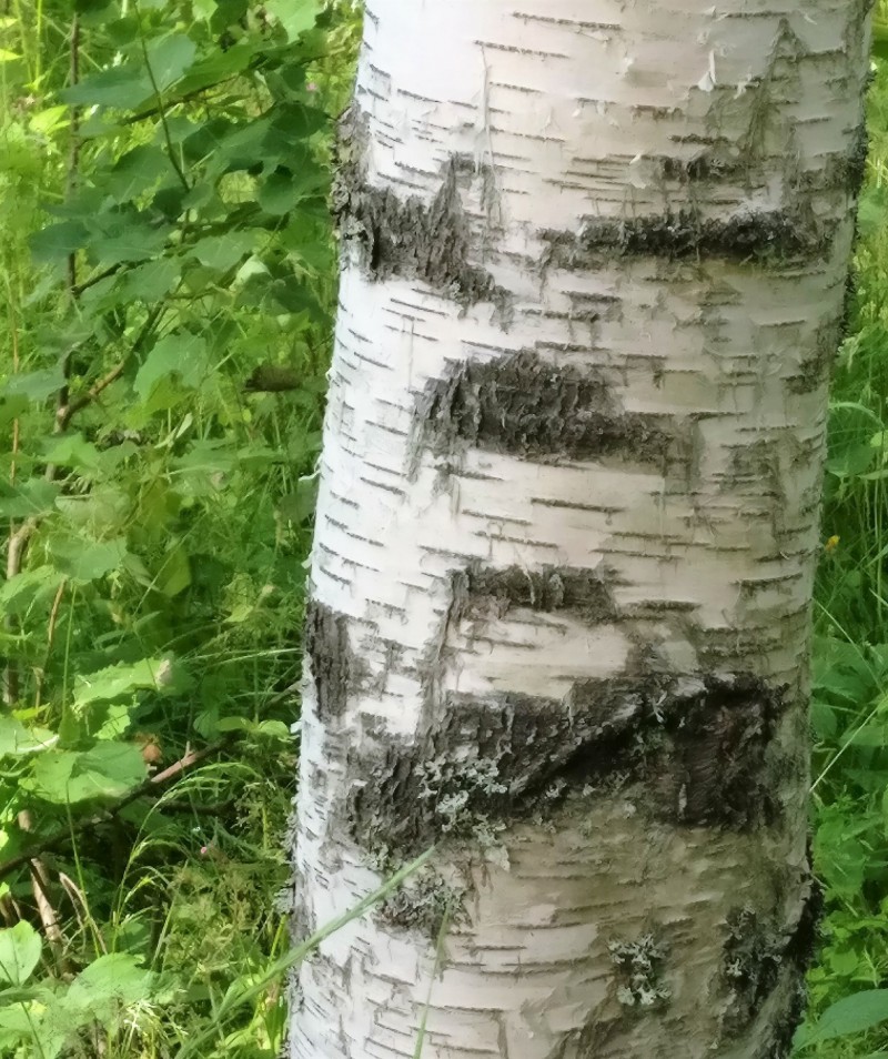 Runko